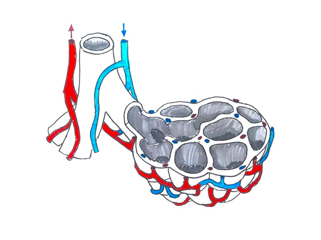 esercizi di respirazione