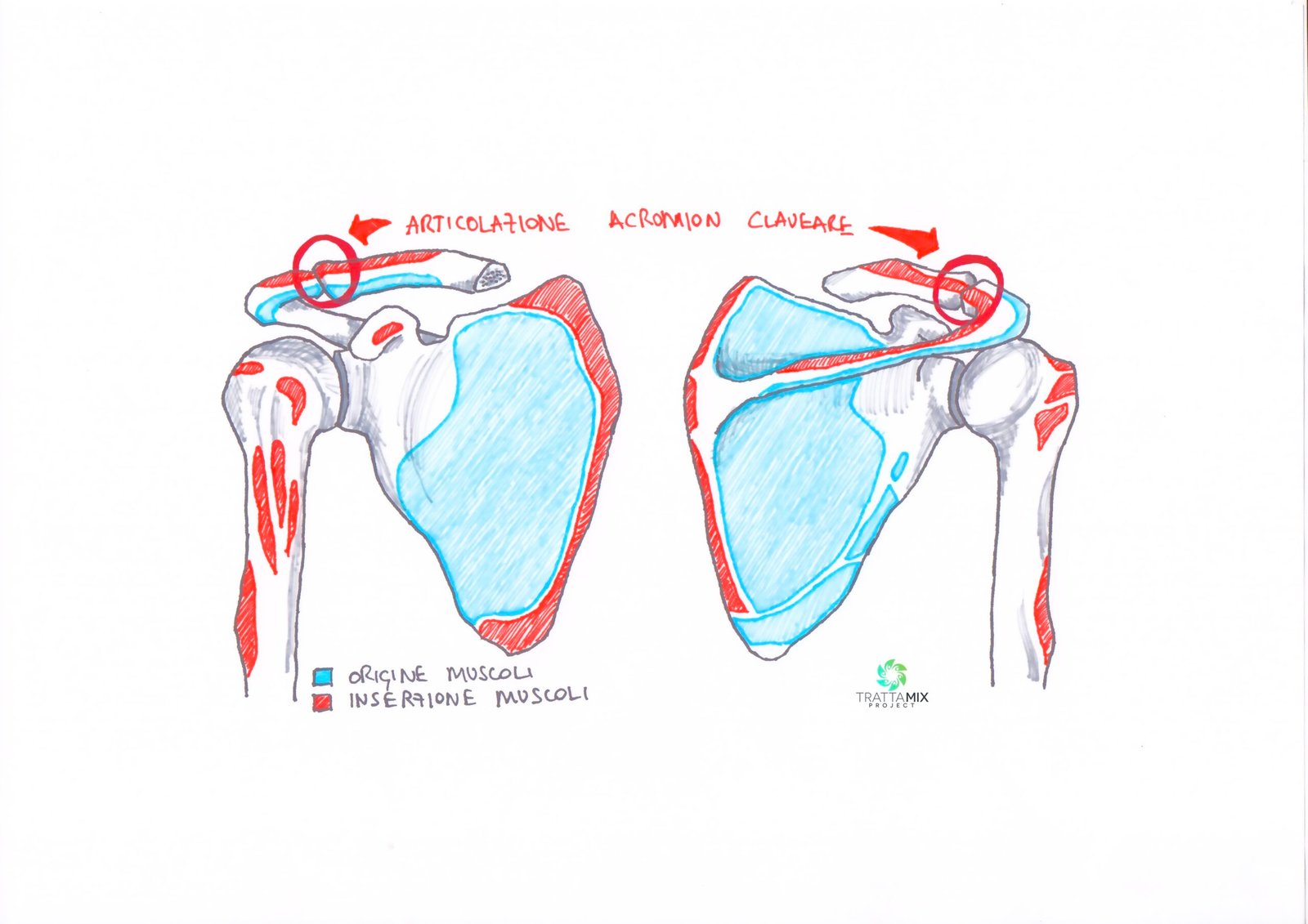 Fibro artrosi acromion claveare