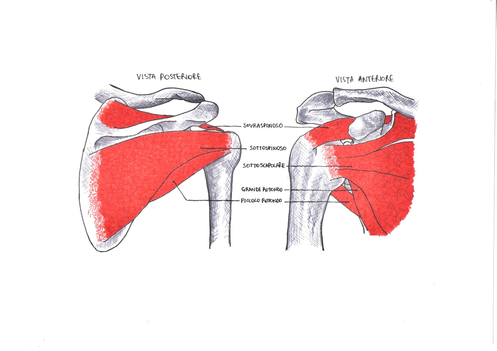 Periartrite scapolo-omerale