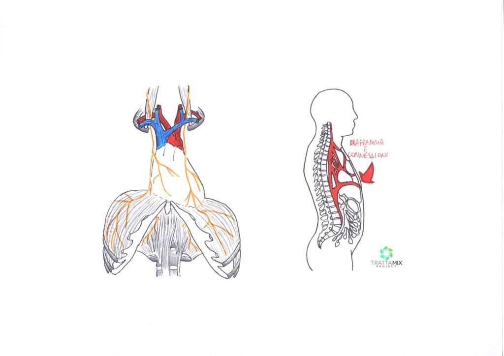 Diaframma dolore