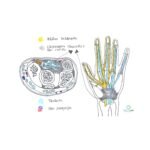 Tunnel carpale sintomi spalla, esiste una correlazione?